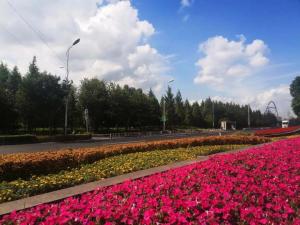 扮靚外環道路，花意盎然迎“雙節”